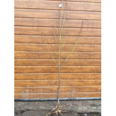 Нектарин Алітоп (середній) | Prunus persica / nucipersica Alitop (middle) | Нектарин Алитоп (средний)