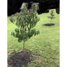 Нектарин Алітоп (середній) | Prunus persica / nucipersica Alitop (middle) | Нектарин Алитоп (средний)