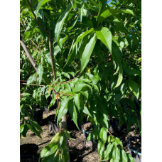 Нектарин Алітоп (середній) | Prunus persica / nucipersica Alitop (middle) | Нектарин Алитоп (средний)