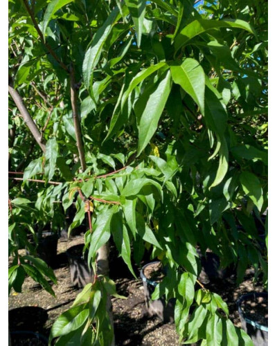 Нектарин Алітоп (середній) | Prunus persica / nucipersica Alitop (middle) | Нектарин Алитоп (средний)