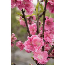 Нектарин Алітоп (середній) | Prunus persica / nucipersica Alitop (middle) | Нектарин Алитоп (средний)