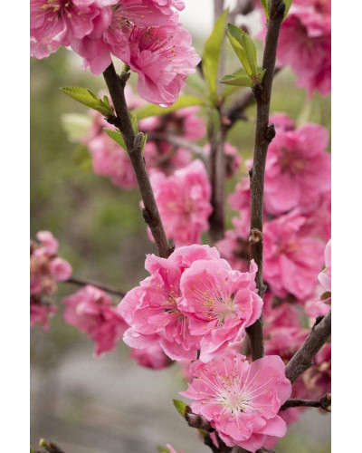 Нектарин Алітоп (середній) | Prunus persica / nucipersica Alitop (middle) | Нектарин Алитоп (средний)