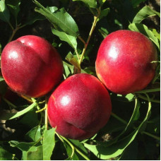 Нектарин Алітоп (середній) | Prunus persica / nucipersica Alitop (middle) | Нектарин Алитоп (средний)