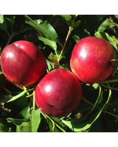 Нектарин Алітоп (середній) | Prunus persica / nucipersica Alitop (middle) | Нектарин Алитоп (средний)
