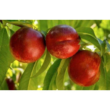 Нектарин Алітоп (середній) | Prunus persica / nucipersica Alitop (middle) | Нектарин Алитоп (средний)