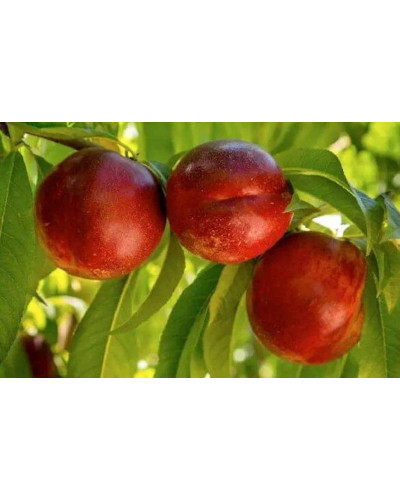 Нектарин Алітоп (середній) | Prunus persica / nucipersica Alitop (middle) | Нектарин Алитоп (средний)