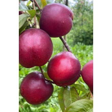 Нектарин ‘Хоней Хейвен’|Prunus persica var. nucipersica ‘Honey Haven’|Нектарин ‘Хоней Хейвен’