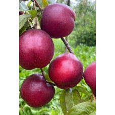 Нектарин ‘Хоней Хейвен’|Prunus persica var. nucipersica ‘Honey Haven’|Нектарин ‘Хоней Хейвен’