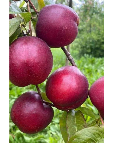 Нектарин ‘Хоней Хейвен’|Prunus persica var. nucipersica ‘Honey Haven’|Нектарин ‘Хоней Хейвен’