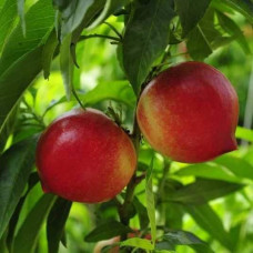 Нектарин ‘Хоней Хейвен’|Prunus persica var. nucipersica ‘Honey Haven’|Нектарин ‘Хоней Хейвен’