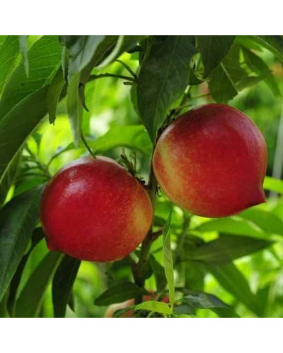 Нектарин ‘Хоней Хейвен’|Prunus persica var. nucipersica ‘Honey Haven’|Нектарин ‘Хоней Хейвен’