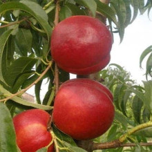 Нектарин ‘Хоней Хейвен’|Prunus persica var. nucipersica ‘Honey Haven’|Нектарин ‘Хоней Хейвен’