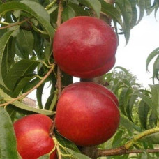 Нектарин ‘Хоней Хейвен’|Prunus persica var. nucipersica ‘Honey Haven’|Нектарин ‘Хоней Хейвен’