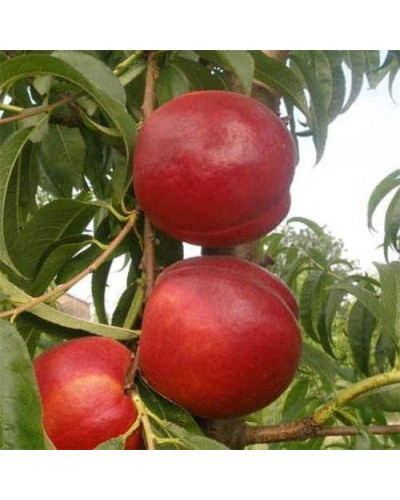Нектарин ‘Хоней Хейвен’|Prunus persica var. nucipersica ‘Honey Haven’|Нектарин ‘Хоней Хейвен’