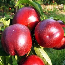 Нектарин ‘Хоней Хейвен’|Prunus persica var. nucipersica ‘Honey Haven’|Нектарин ‘Хоней Хейвен’