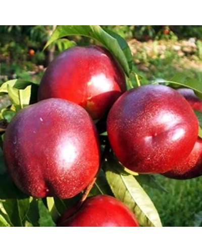 Нектарин ‘Хоней Хейвен’|Prunus persica var. nucipersica ‘Honey Haven’|Нектарин ‘Хоней Хейвен’