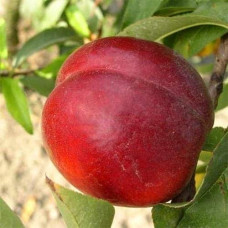 Нектарин ‘Хоней Хейвен’|Prunus persica var. nucipersica ‘Honey Haven’|Нектарин ‘Хоней Хейвен’