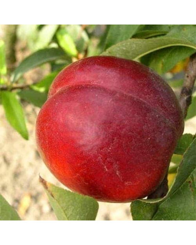 Нектарин ‘Хоней Хейвен’|Prunus persica var. nucipersica ‘Honey Haven’|Нектарин ‘Хоней Хейвен’