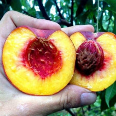 Нектарин ‘Хоней Хейвен’|Prunus persica var. nucipersica ‘Honey Haven’|Нектарин ‘Хоней Хейвен’