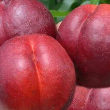 Нектарин ‘Хоней Хейвен’|Prunus persica var. nucipersica ‘Honey Haven’|Нектарин ‘Хоней Хейвен’