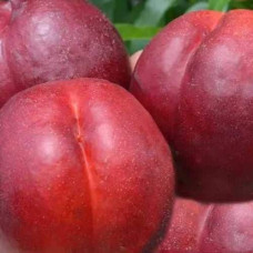 Нектарин ‘Хоней Хейвен’|Prunus persica var. nucipersica ‘Honey Haven’|Нектарин ‘Хоней Хейвен’