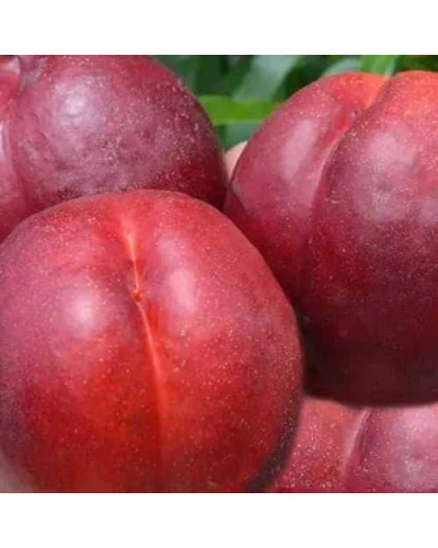 Нектарин ‘Хоней Хейвен’|Prunus persica var. nucipersica ‘Honey Haven’|Нектарин ‘Хоней Хейвен’