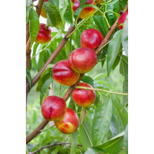 Нектарин ‘Стармен’|Prunus persica var. nucipersica ‘Starmen’|Нектарин ‘Стармен’