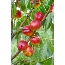 Нектарин ‘Стармен’|Prunus persica var. nucipersica ‘Starmen’|Нектарин ‘Стармен’