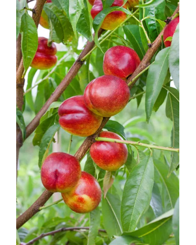 Нектарин ‘Стармен’|Prunus persica var. nucipersica ‘Starmen’|Нектарин ‘Стармен’