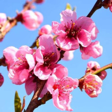 Нектарин ‘Стармен’|Prunus persica var. nucipersica ‘Starmen’|Нектарин ‘Стармен’