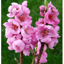 Нектарин ‘Стармен’|Prunus persica var. nucipersica ‘Starmen’|Нектарин ‘Стармен’
