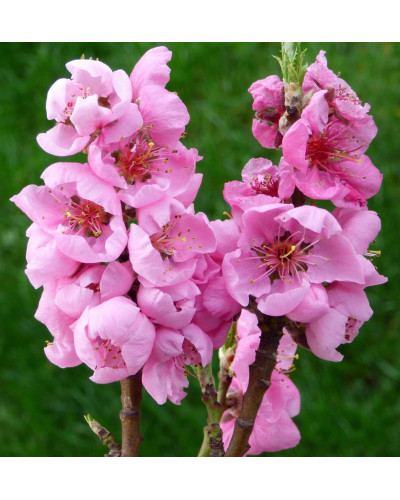 Нектарин ‘Стармен’|Prunus persica var. nucipersica ‘Starmen’|Нектарин ‘Стармен’
