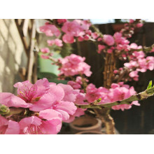 Нектарин ‘Стармен’|Prunus persica var. nucipersica ‘Starmen’|Нектарин ‘Стармен’