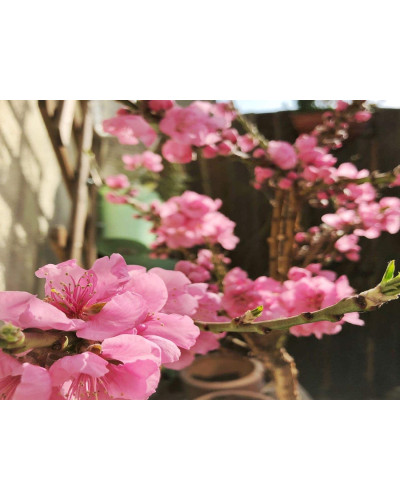 Нектарин ‘Стармен’|Prunus persica var. nucipersica ‘Starmen’|Нектарин ‘Стармен’