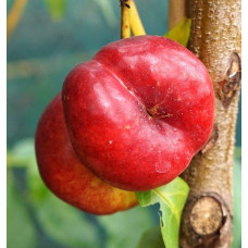 Нектарин ‘Стармен’|Prunus persica var. nucipersica ‘Starmen’|Нектарин ‘Стармен’