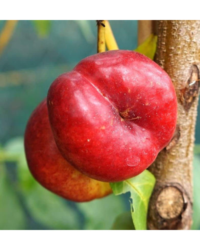 Нектарин ‘Стармен’|Prunus persica var. nucipersica ‘Starmen’|Нектарин ‘Стармен’