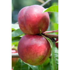 Нектарин ‘Лола’|Prunus persica var. nucipersica ‘Lola’|Нектарин ‘Лола’