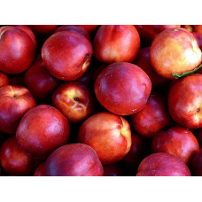 Нектарин ‘Лола’|Prunus persica var. nucipersica ‘Lola’|Нектарин ‘Лола’