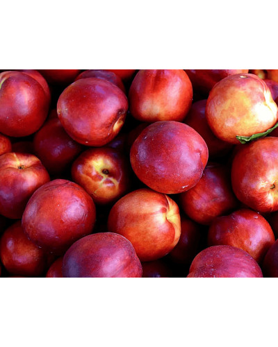 Нектарин ‘Лола’|Prunus persica var. nucipersica ‘Lola’|Нектарин ‘Лола’