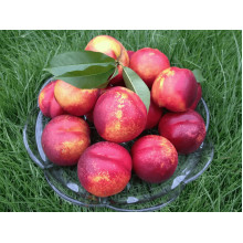 Нектарин ‘Лола’|Prunus persica var. nucipersica ‘Lola’|Нектарин ‘Лола’