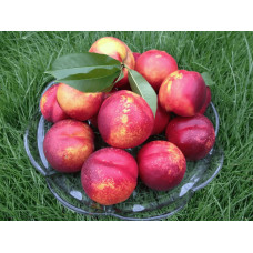 Нектарин ‘Лола’|Prunus persica var. nucipersica ‘Lola’|Нектарин ‘Лола’