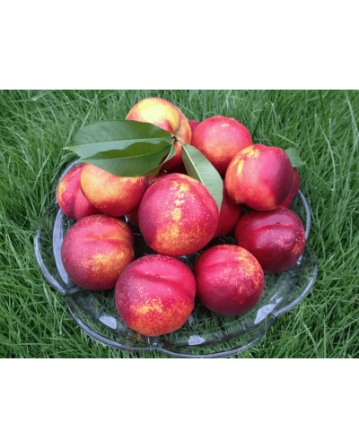 Нектарин ‘Лола’|Prunus persica var. nucipersica ‘Lola’|Нектарин ‘Лола’