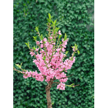Нектарин ‘Лола’|Prunus persica var. nucipersica ‘Lola’|Нектарин ‘Лола’