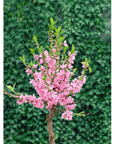 Нектарин ‘Лола’|Prunus persica var. nucipersica ‘Lola’|Нектарин ‘Лола’