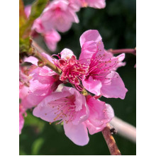 Нектарин ‘Лола’|Prunus persica var. nucipersica ‘Lola’|Нектарин ‘Лола’