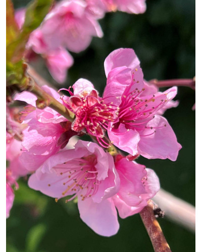 Нектарин ‘Лола’|Prunus persica var. nucipersica ‘Lola’|Нектарин ‘Лола’