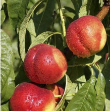 Нектарин ‘Лола’|Prunus persica var. nucipersica ‘Lola’|Нектарин ‘Лола’