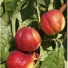 Нектарин ‘Лола’|Prunus persica var. nucipersica ‘Lola’|Нектарин ‘Лола’