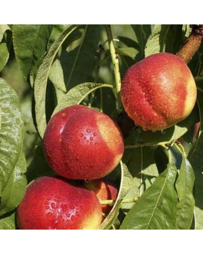 Нектарин ‘Лола’|Prunus persica var. nucipersica ‘Lola’|Нектарин ‘Лола’