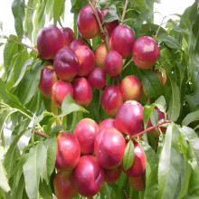 Нектарин ‘Лола’|Prunus persica var. nucipersica ‘Lola’|Нектарин ‘Лола’